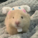 山西李振洋