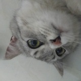 兀