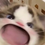 悲伤基围虾