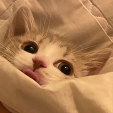 尝一口猫