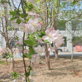 春来红瘦