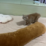 蛋糕只吃奶油