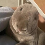 小白狗俱乐部
