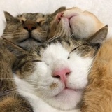 kitten