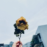 花也怜侬