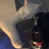 檀裳
