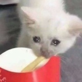 你有饼干吗