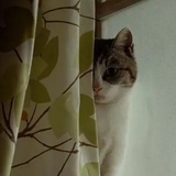 莉莉周