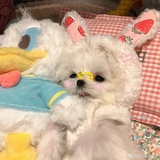 🦊林鑫