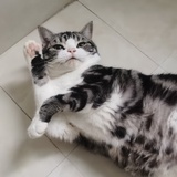 豆豆🐱