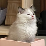 海王