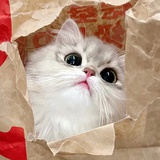点点哇哇