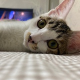 花泡泡