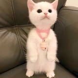 鱼