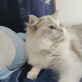 Vivi