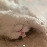 Stern有只猫