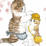天使猫猫