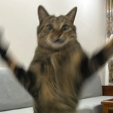 LL