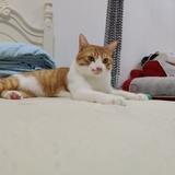 猫球球是大猫