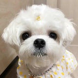 对花啜茶