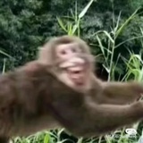 🐒颜🈚😁