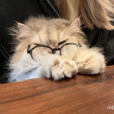 猪根猪根