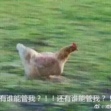 霸气杨梅