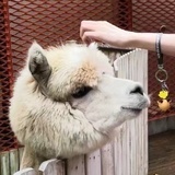 驼驼