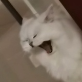 Zernnn