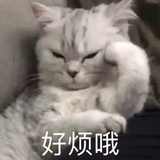 快乐的小灰鼠