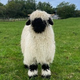 Alahala🐑