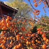 黛疏
