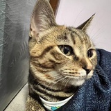 弗洛伊德的猫。
