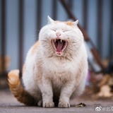 wwx