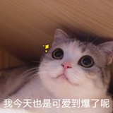王墨墨