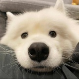 强扭的瓜不甜