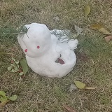 李槲