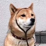 豆友197237758