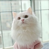 燕子