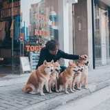跳跳蛙狂热粉