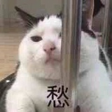 吃瓜太闲啦