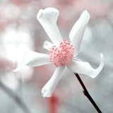 梅逊雪