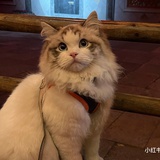 👮猫猫出警🚓🚓
