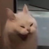 miumiu