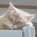 🐈