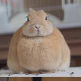 一只傻兔