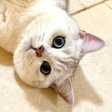 Neko