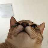 西西
