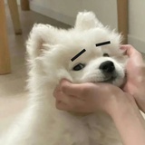 柏枔
