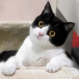 小齐飞